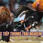 Đá Gà Trực Tiếp Thomo Mang Đến Trải Nghiệm Mãn Nhãn